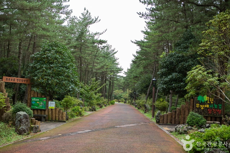 제주 단풍 명소: 땀 한 방울 없이 편하게 걷는 가을 숲길 베스트 5 4 붉은오름자연휴양림 가을 숲길 서귀포시 표선면