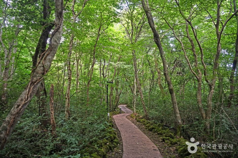 제주 단풍 명소: 땀 한 방울 없이 편하게 걷는 가을 숲길 베스트 5 3 교래자연휴양림 가을 숲길 제주시 조천읍